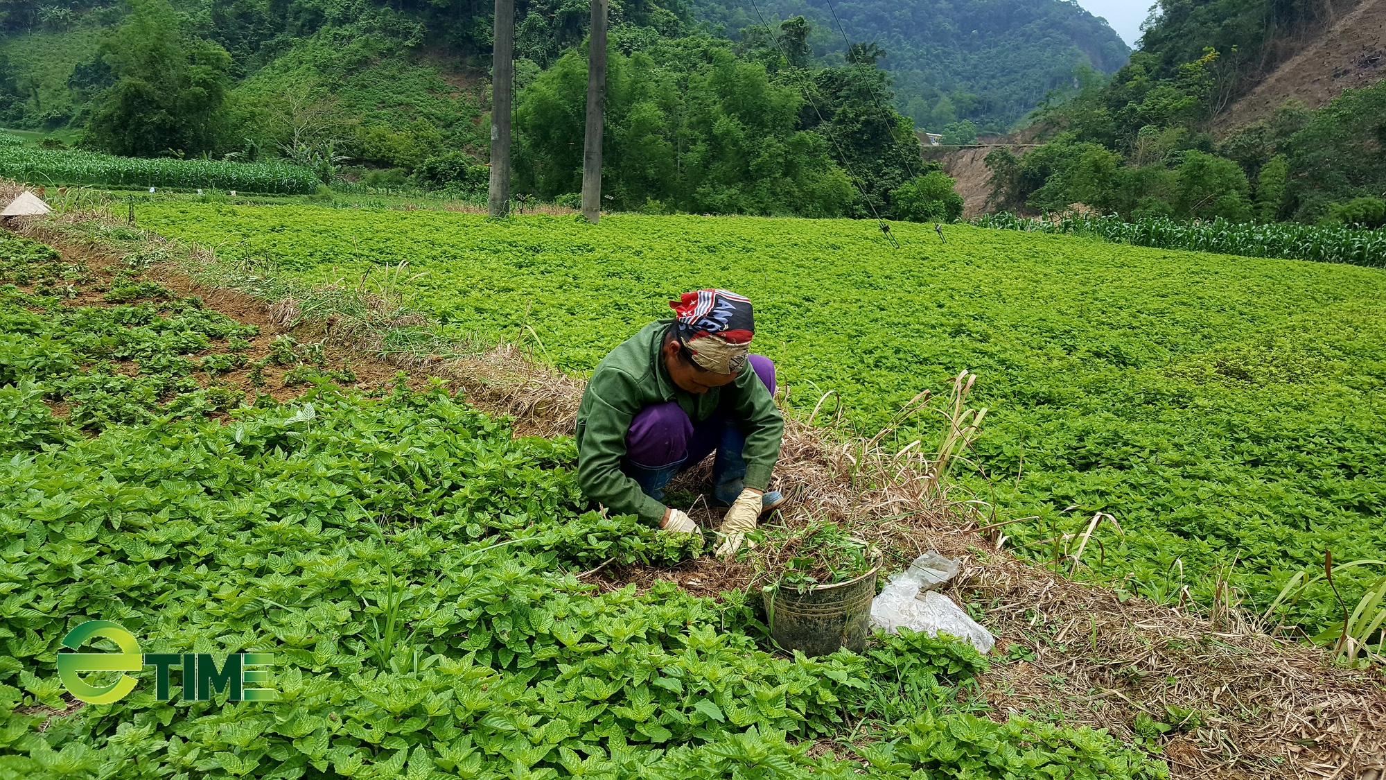 Vươn lên làm giàu nhờ cây thạch đen