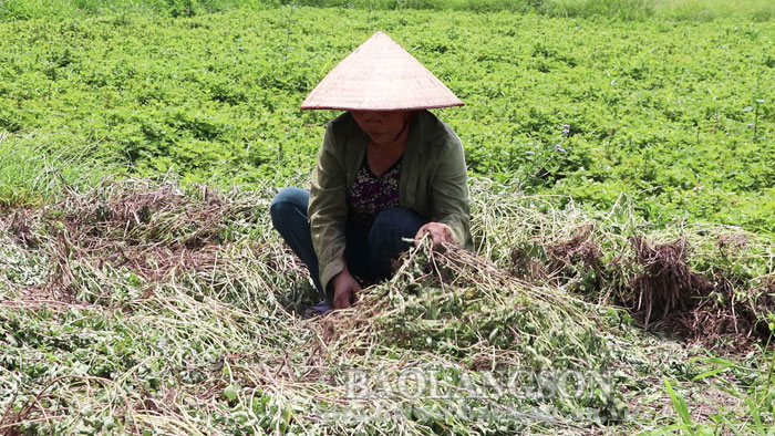 thu hoạch cây thạch đen