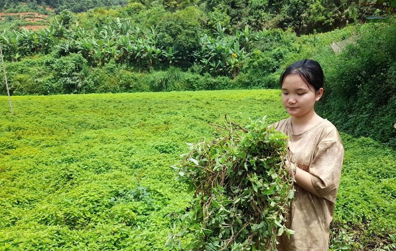 MÙA THU HÁI THẠCH ĐEN TRÊN NƯƠNG RẪY