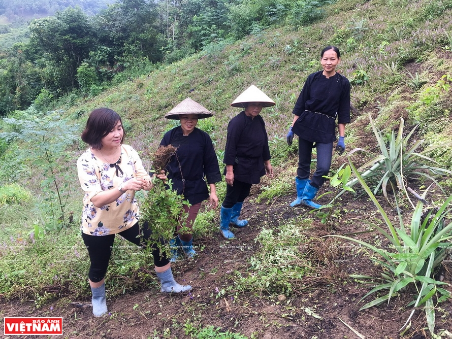 Mùa thu hoạch cây thạch đen của bà con dân tộc Cao Bằng